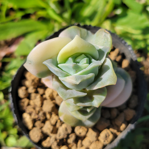 ③多肉植物【ラブリーローズ】2苗セット 抜き苗 エケベリア ラブリー