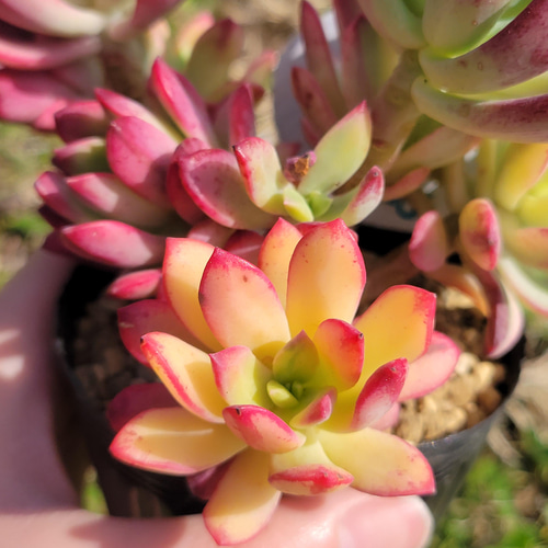 楽天市場】多肉植物 エケベリア ミニベル錦 7.5cmポット 観葉