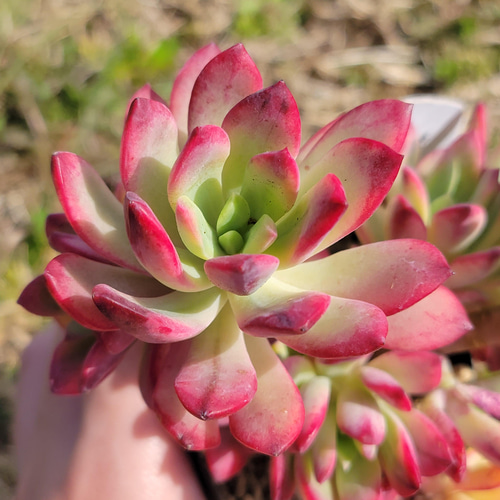 ミニベル錦 群生 多肉植物 エケベリア その他インテリア雑貨 ミニベル錦 群生 多肉植物 エケベリア その他インテリア雑貨