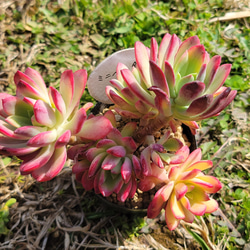 ピンクチップ錦♥マジョリカ♥　多肉植物　エケベリア ピンクチップス 多肉植物 エケベリア 1 その他インテリア雑貨