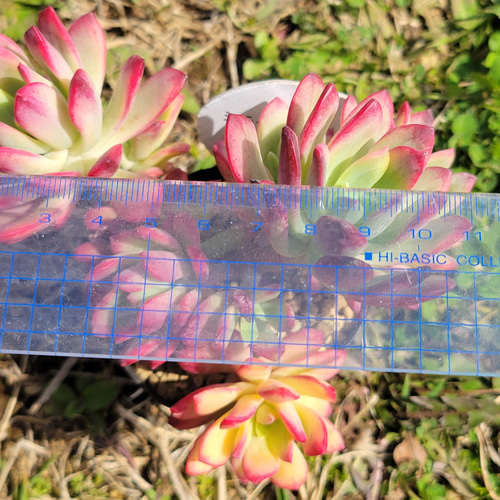 ミニベル錦 群生 多肉植物 エケベリア その他インテリア雑貨