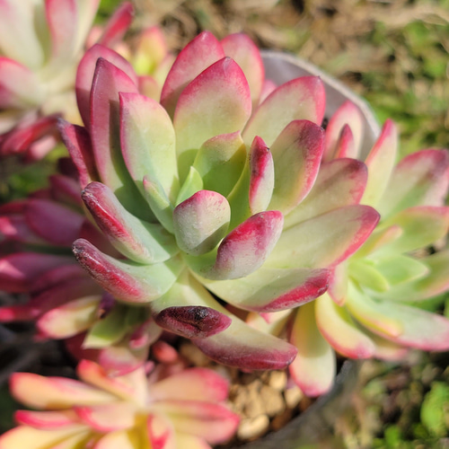 ミニベル錦 群生 多肉植物 エケベリア その他インテリア雑貨 多肉の