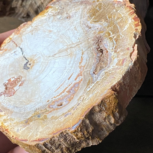 ♢売約済み♢ ペトリファイドウッド/桂花木 原石 磨き スライス その他