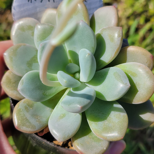 ホワイトデュース 多肉植物 エケベリア その他インテリア雑貨 多肉の