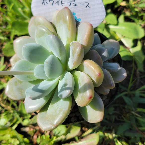 多肉植物 カット苗 ホワイトデュース 10個と葉挿しセット ホワイトデュース 多肉植物 エケベリア その他インテリア雑貨 多肉の