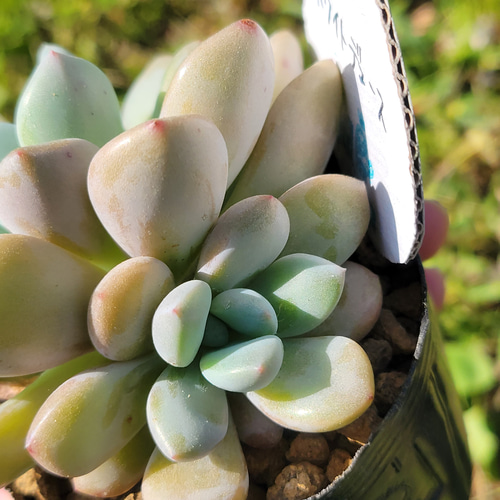 ホワイトデュース 多肉植物 エケベリア その他インテリア雑貨 多肉の