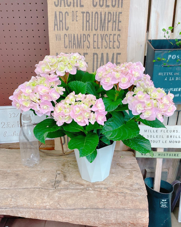 ラスト！優しいピンク♡【変わり咲き雷王あじさい】柔らかいお色が素敵