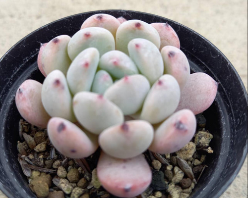 0fcd30f01265360a52acbe1c37273a