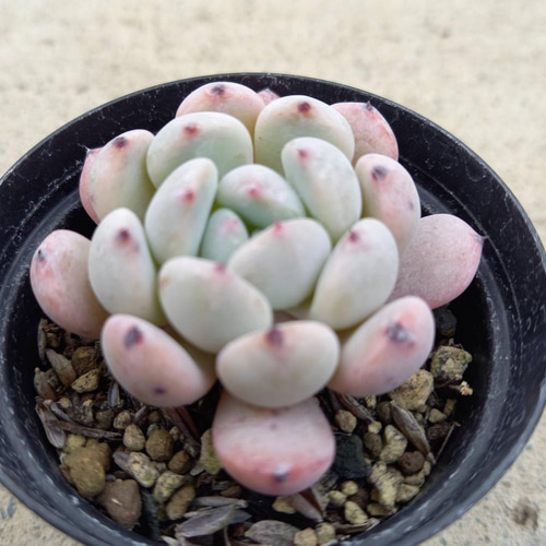 多肉植物 ビアンテ　双頭 多肉植物 