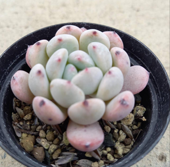多肉植物 ビアンテ　双頭 多肉植物 