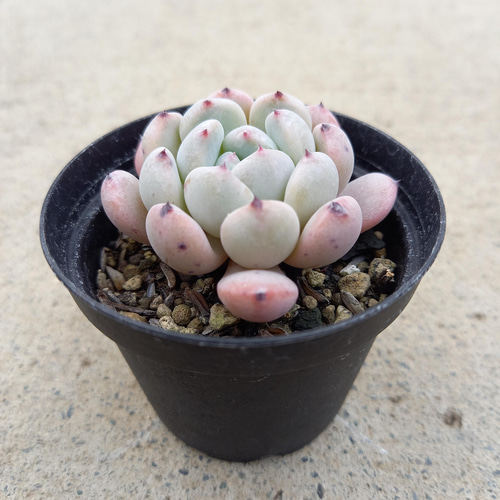 多肉植物 ビアンテ 双頭 多肉植物 ビアンテ 双頭