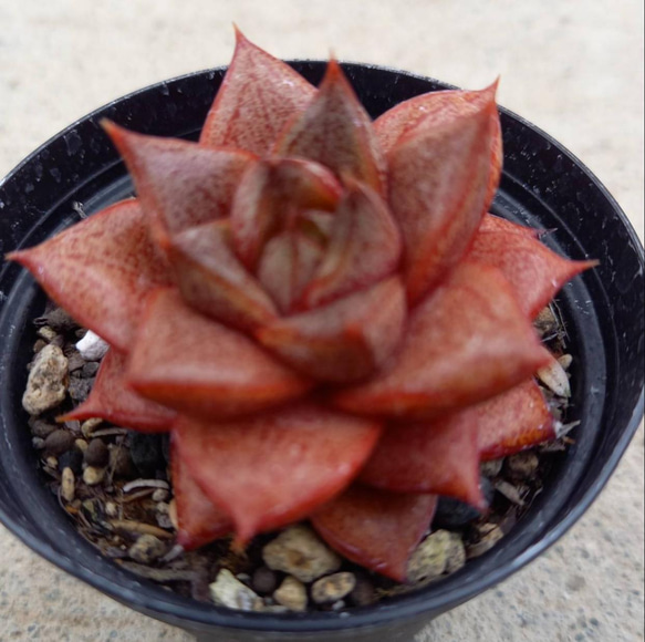 フラメンコ錦 メルカリ便 多肉植物 - メルカリ