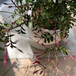 【 鉢セット植物 】羽衣ジャスミンデザイン陶器鉢セット　観葉植物/インテリア 5枚目の画像
