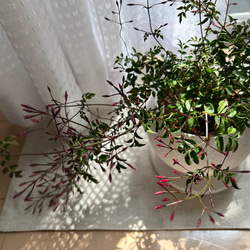 【 鉢セット植物 】羽衣ジャスミンデザイン陶器鉢セット　観葉植物/インテリア 2枚目の画像