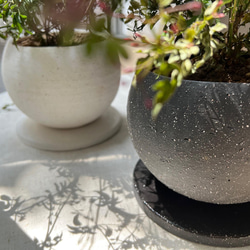 【 鉢セット植物 】羽衣ジャスミンデザイン陶器鉢セット　観葉植物/インテリア 3枚目の画像