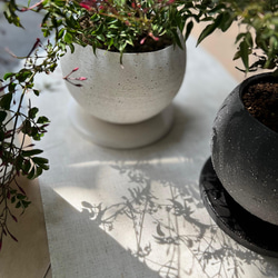 【 鉢セット植物 】羽衣ジャスミンデザイン陶器鉢セット　観葉植物/インテリア 8枚目の画像