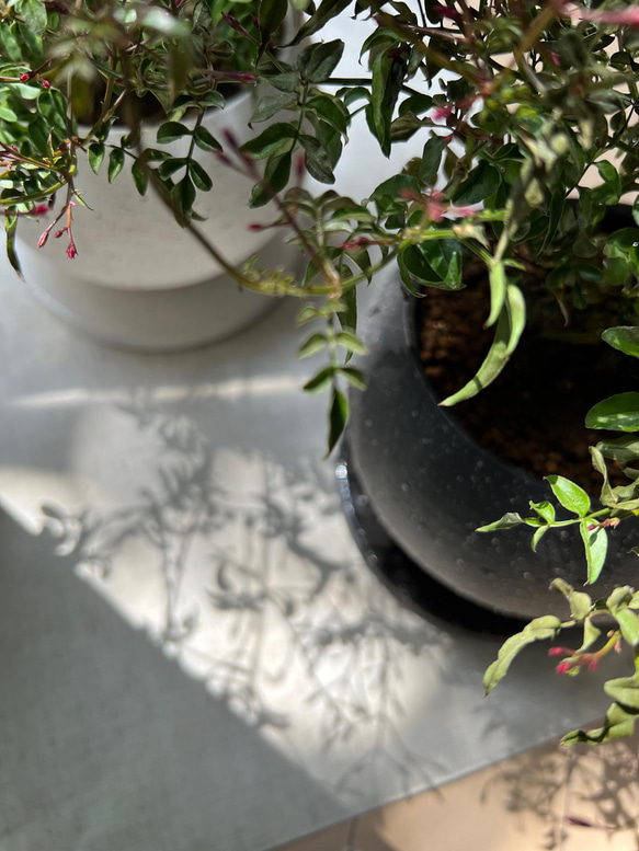 【 鉢セット植物 】羽衣ジャスミンデザイン陶器鉢セット　観葉植物/インテリア 9枚目の画像
