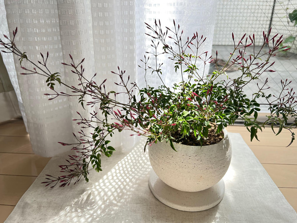 【 鉢セット植物 】羽衣ジャスミンデザイン陶器鉢セット　観葉植物/インテリア 1枚目の画像