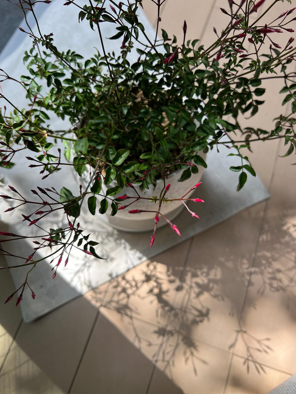 【 鉢セット植物 】羽衣ジャスミンデザイン陶器鉢セット　観葉植物/インテリア 4枚目の画像