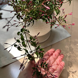 【 鉢セット植物 】羽衣ジャスミンデザイン陶器鉢セット　観葉植物/インテリア 6枚目の画像