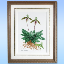 ボタニカルアート　パフィオ サクハクリ　植物画 1枚目の画像