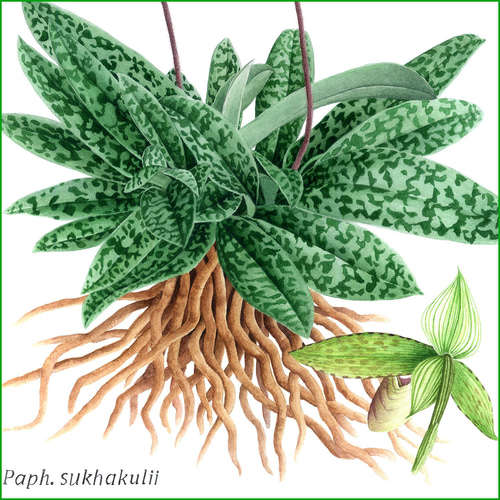 ボタニカルアート パフィオ サクハクリ 植物画 絵画 Zinnia 通販