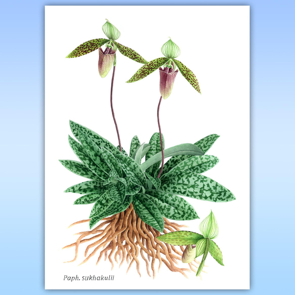 ボタニカルアート　パフィオ サクハクリ　植物画 2枚目の画像