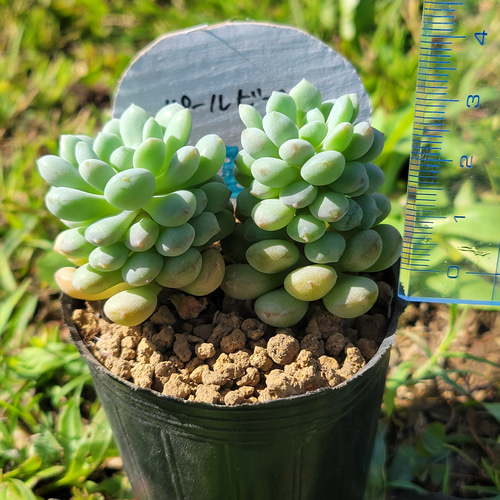 訳あり！ パールビーン 多肉植物 エケベリア その他インテリア雑貨 