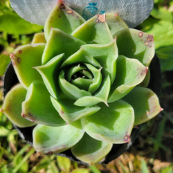 メリーゴーランド 多肉植物 エケベリア 1枚目の画像