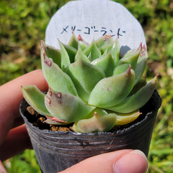 メリーゴーランド 多肉植物 エケベリア 3枚目の画像