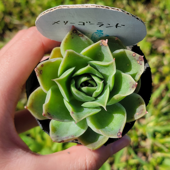 メリーゴーランド 多肉植物 エケベリア 2枚目の画像