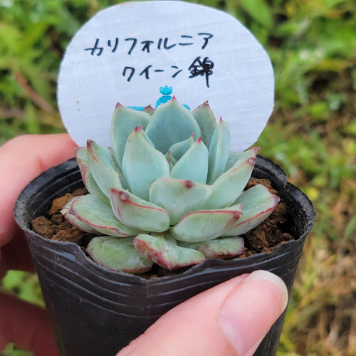 Echeveria 'Violet Queen'錦 多肉植物