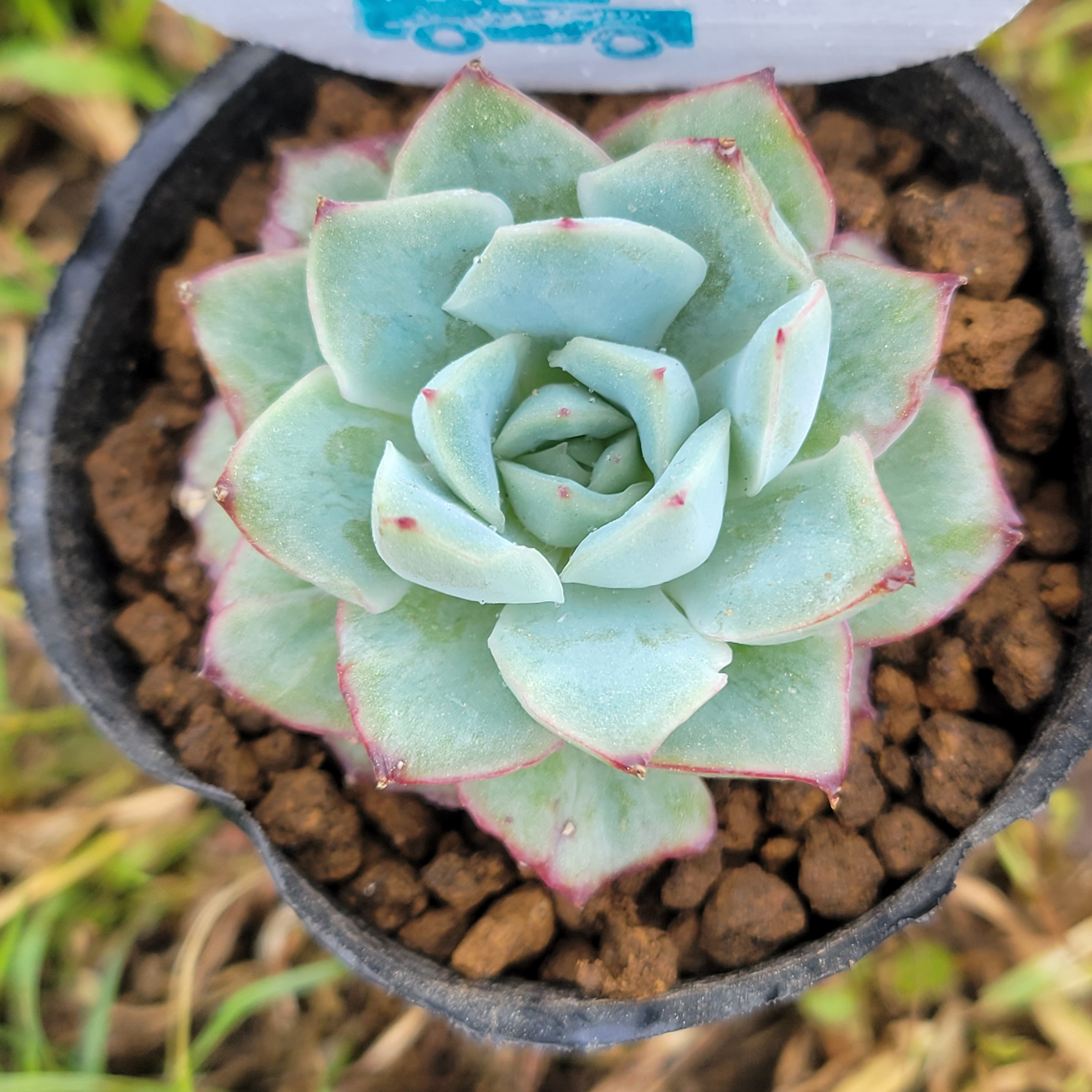 Echeveria 'Violet Queen'錦 多肉植物