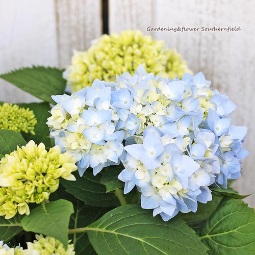 s*n様 アジサイ　霧島の恵　4寸8鉢 紫陽花　秋色アジサイ s*n様 アジサイ 霧島の恵 4寸8鉢 紫陽花 秋色アジサイ - メルカリ