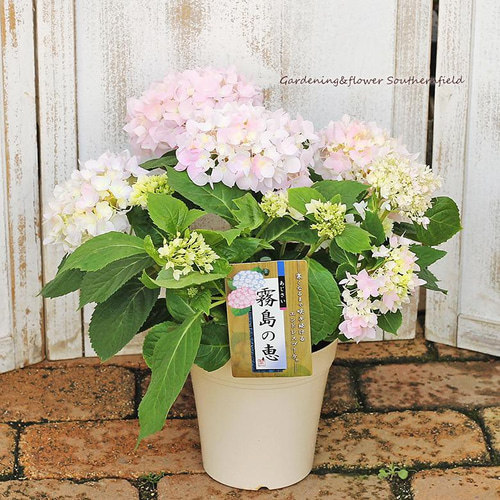 も*子様 【訳あり品】　アジサイ　育成用株　4寸22ポット　紫陽花 霧島の恵 も*子様 【訳あり品】 アジサイ 育成用株 4寸22ポット 紫陽花