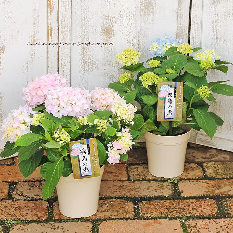 s*n様 アジサイ　霧島の恵　4寸8鉢 紫陽花　秋色アジサイ アジサイ 霧島の恵 4寸8鉢 紫陽花 秋色アジサイ - メルカリ