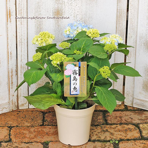 s*n様 アジサイ　霧島の恵　4寸8鉢 紫陽花　秋色アジサイ あじさい「霧島の恵」のサイズ | 信州ナーセリー