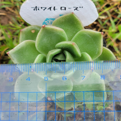 ホワイトローズ 多肉植物 エケベリア その他インテリア雑貨 多肉の 