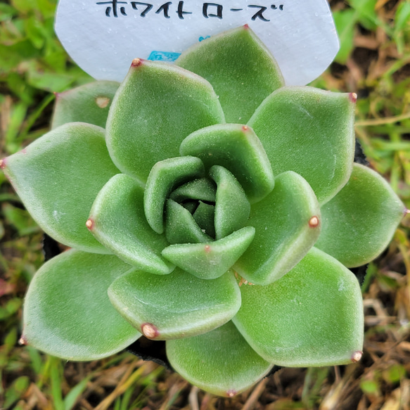 ホワイトローズ 多肉植物 エケベリア その他インテリア雑貨 多肉の 