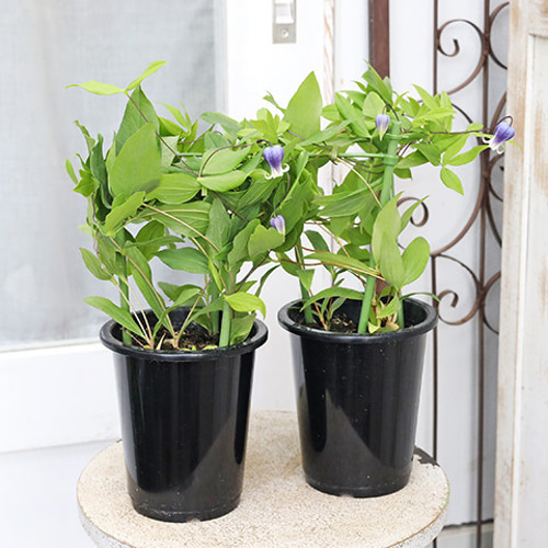 鉢花 クレマチス 雫 4号ポット 壺型 ブルー ヴィオルナ系 秋まで咲く