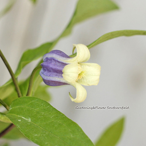 鉢花 クレマチス 雫 4号ポット 壺型 ブルー ヴィオルナ系 秋まで咲く