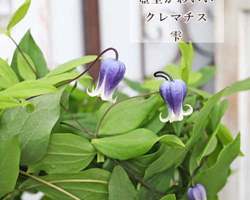 鉢花 クレマチス 雫 4号ポット 壺型 ブルー ヴィオルナ系 秋まで 鉢花 クレマチス 雫 4号ポット 壺型 ブルー ヴィオルナ系 秋まで