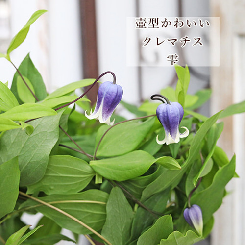鉢花 クレマチス 雫 4号ポット 壺型 ブルー ヴィオルナ系 秋まで咲く
