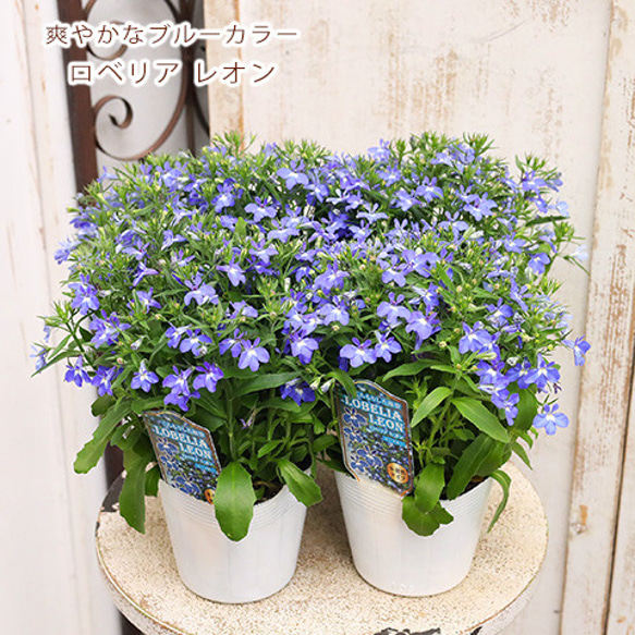 再入荷花苗 栄養系 ロベリア レオン ミニブルー 3.5号ポット 多年草 多