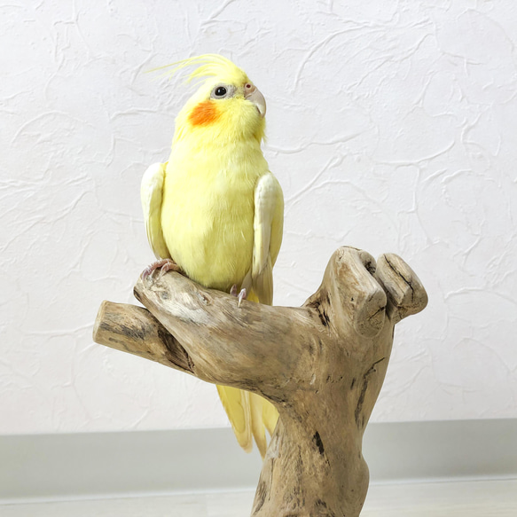 【流木止まり木】鳥 インコ  太めコンパクトでコロンとしたフォルムが可愛い卓上止まり木！ 2枚目の画像