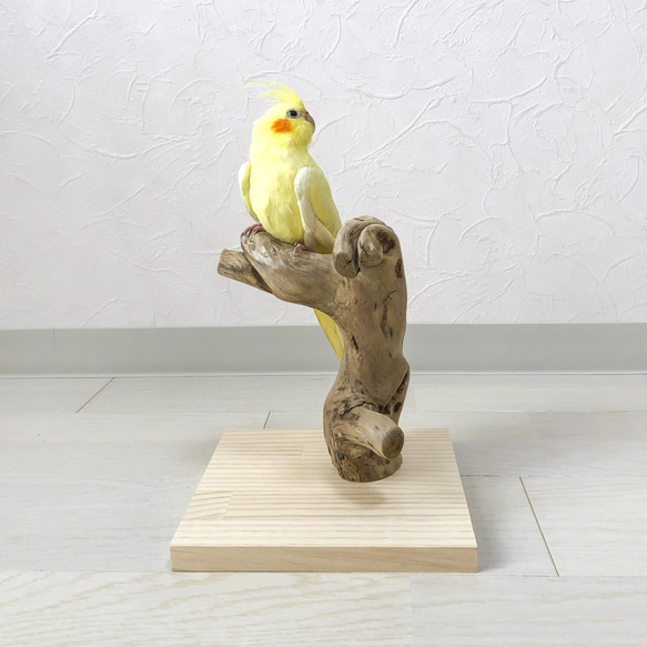 【流木止まり木】鳥 インコ  太めコンパクトでコロンとしたフォルムが可愛い卓上止まり木！ 1枚目の画像