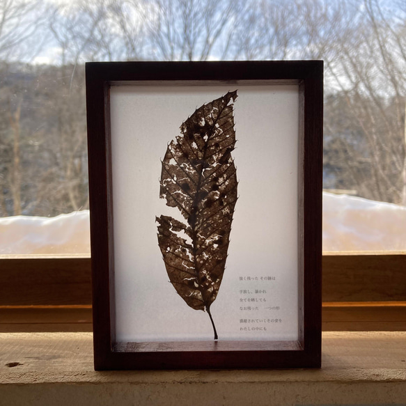 ガラスのドライ植物標本【枯葉】no.7 4枚目の画像