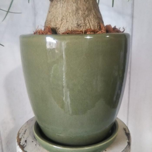 現品】珍しい観葉植物 ノリナ ポニーテール トックリラン 爽やか