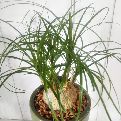 楽天市場】観葉植物 ポニーテール 10号の通販 トックリラン