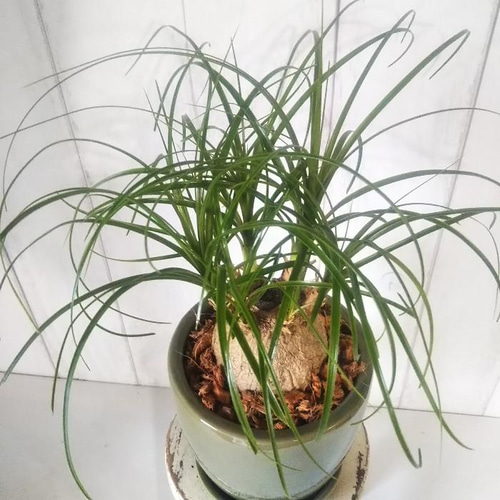 現品】珍しい観葉植物 ノリナ ポニーテール トックリラン 爽やか